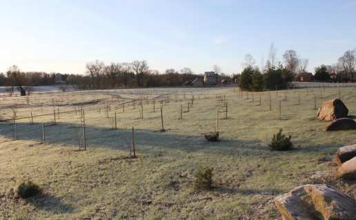 15_Vyšnių sodas (1).jpg